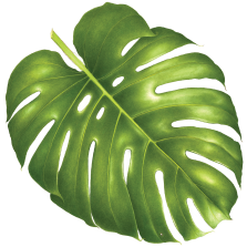 monstera amarilla