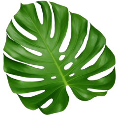 monstera arriba