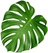monstera abajo