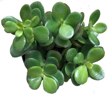 jade