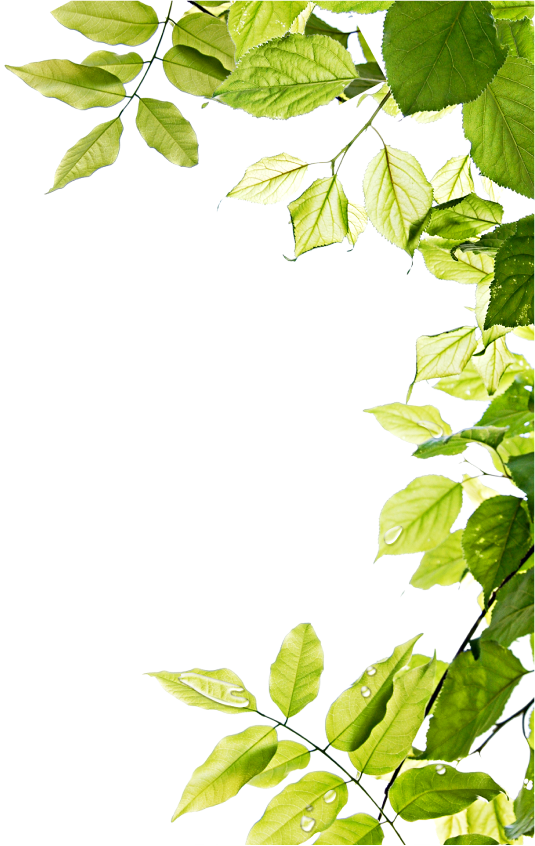 Plantas der