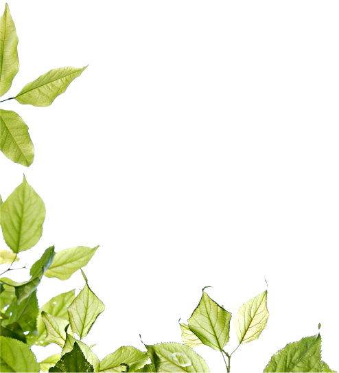 Plantas izq