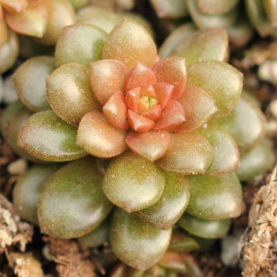 Nombre de la planta