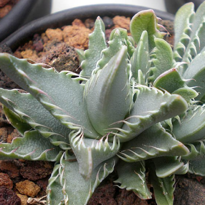 Nombre de la planta